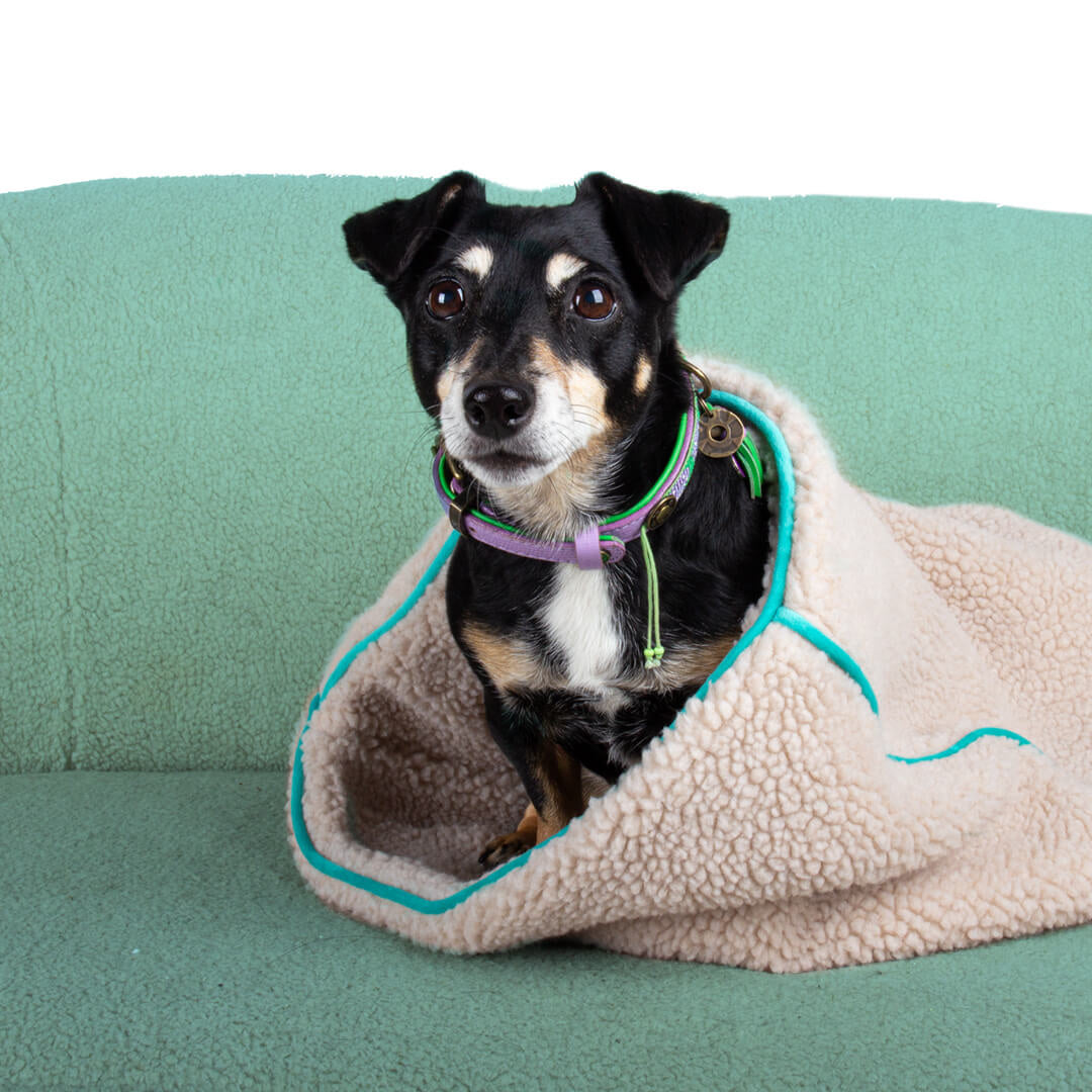 Dog-with-a-mission-Teddy-Dream-super-soft-Decke-Kissen-turquoise-hund