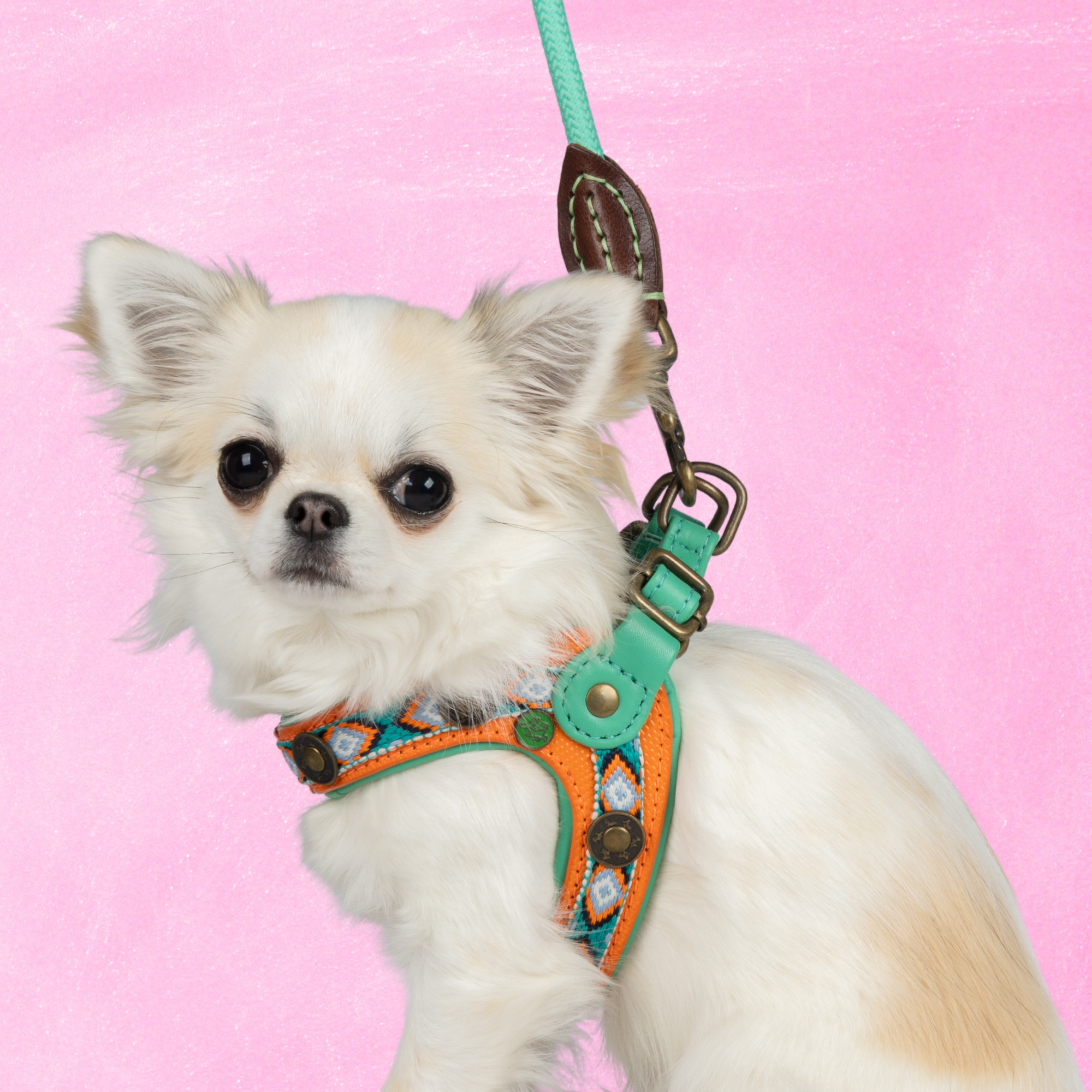 Morgan Hundegeschirr Größe 2 (28-31 cm)