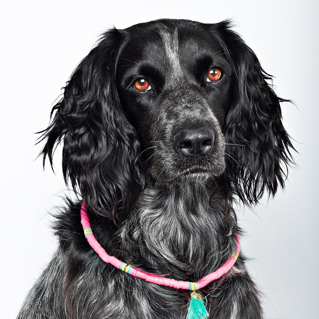 DOGWITHAMISSION_NECKLACE-BondiBeach-model2