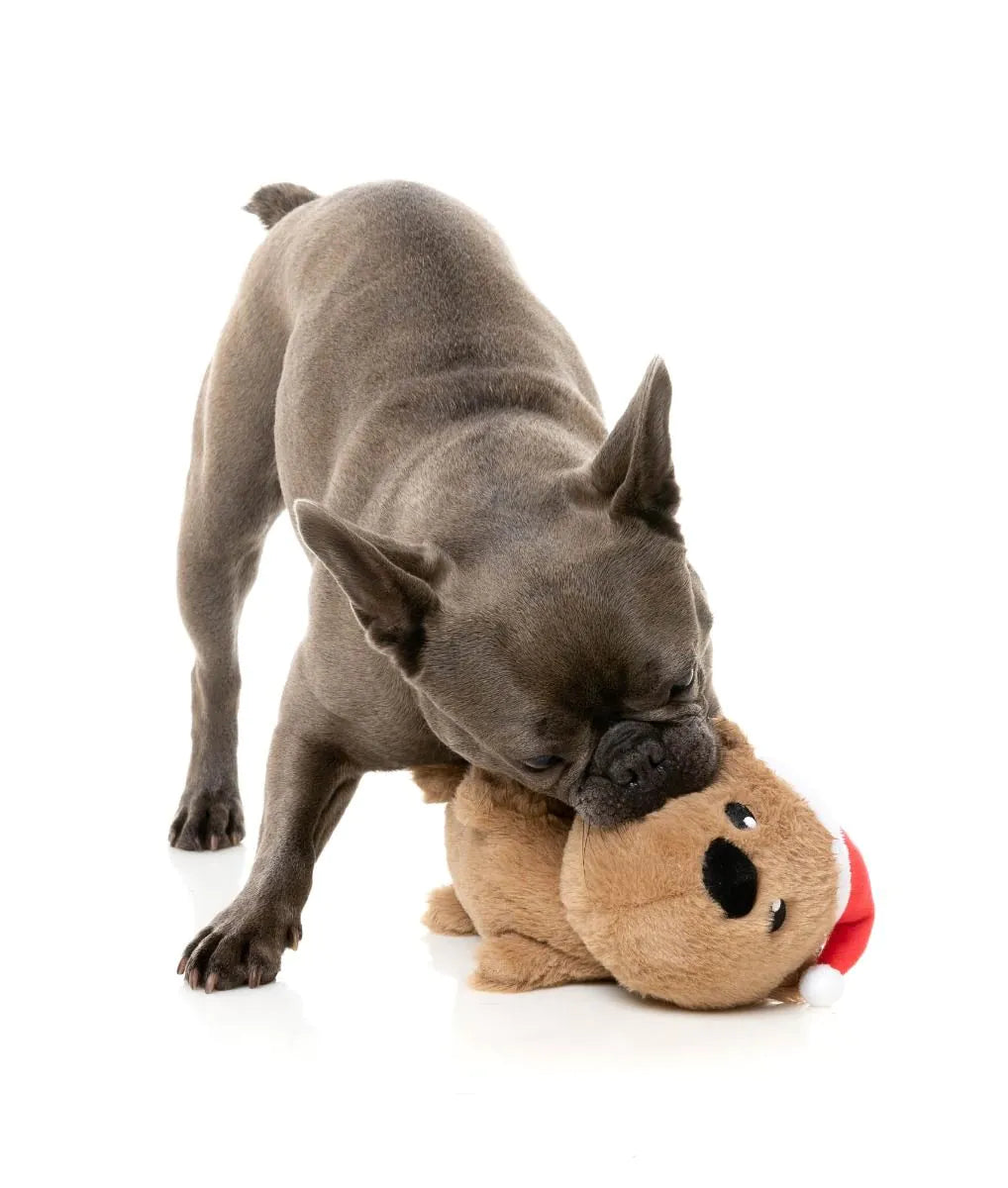 Felix navidad the wombat