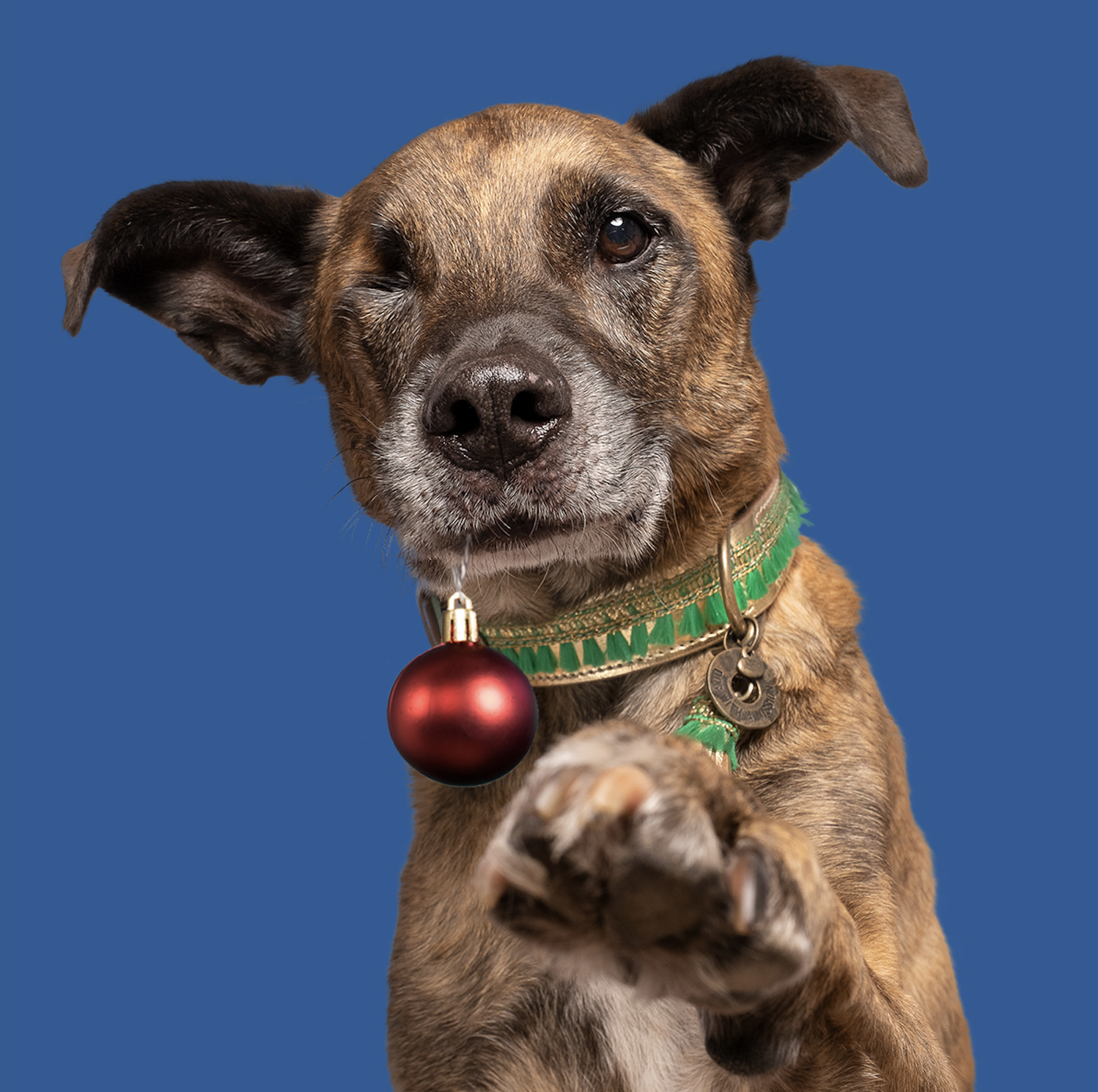 gouden-groene-kerst-halsband-dog-with-a-mission