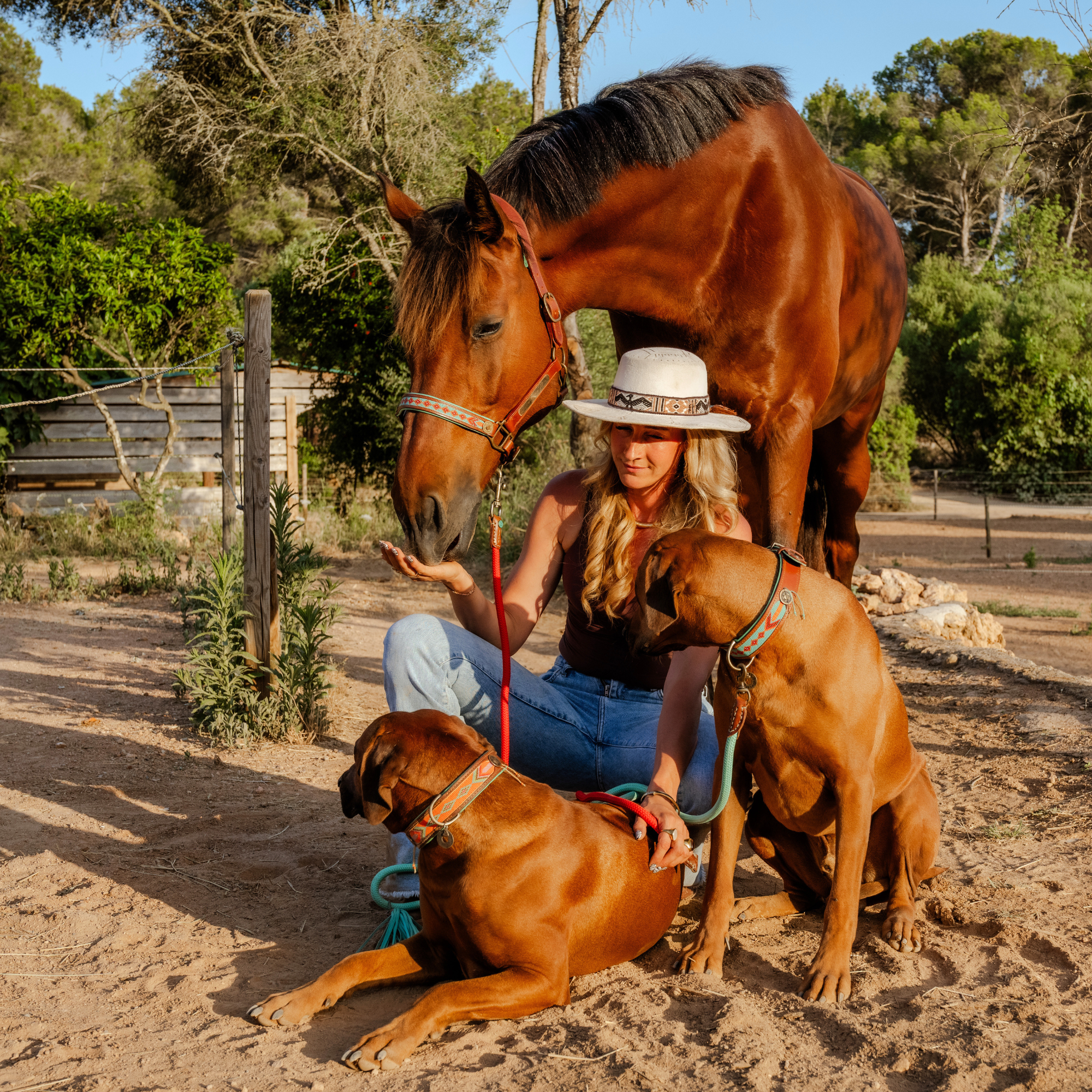 Woman in boho hat sitting with chestnut horse wearing DWAM Paddy Lee halter and red lead rope, two Rhodesian Ridgebacks with matching collars, sandy paddock with trees