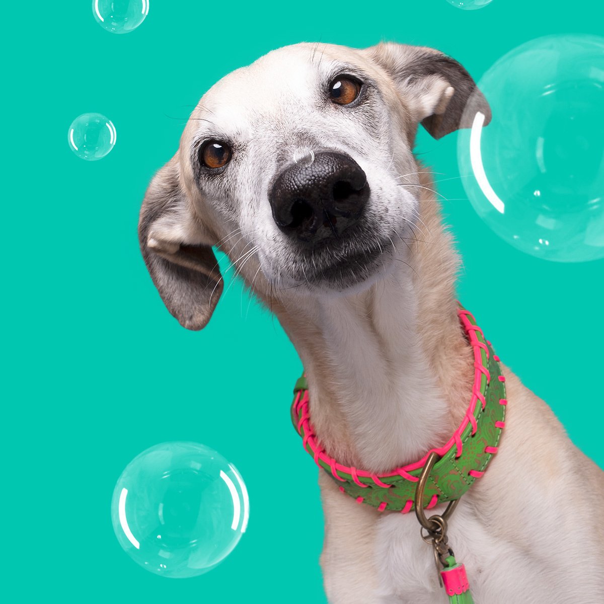 Hundehalsband Georgia Dog with a Mission DWAM