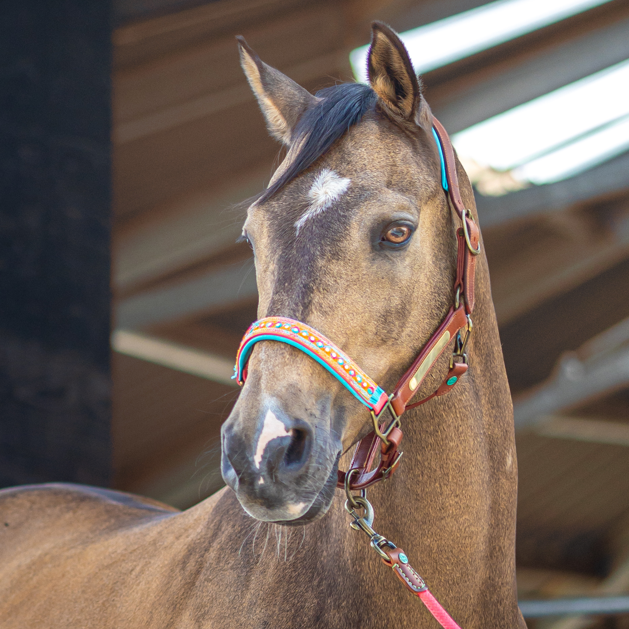 Indian Summer Paardenhalster - Cob