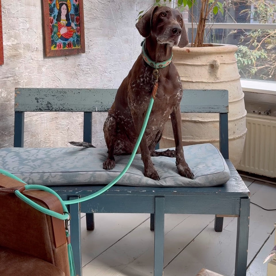 Janis hondenhalsband turquoise leer met Jade hondenriem touw - Dog with a Mission lifestyle foto