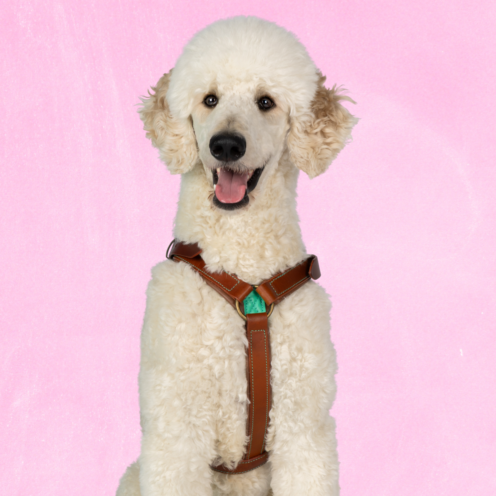 Boho Juan Tuigje L (63-76 cm)