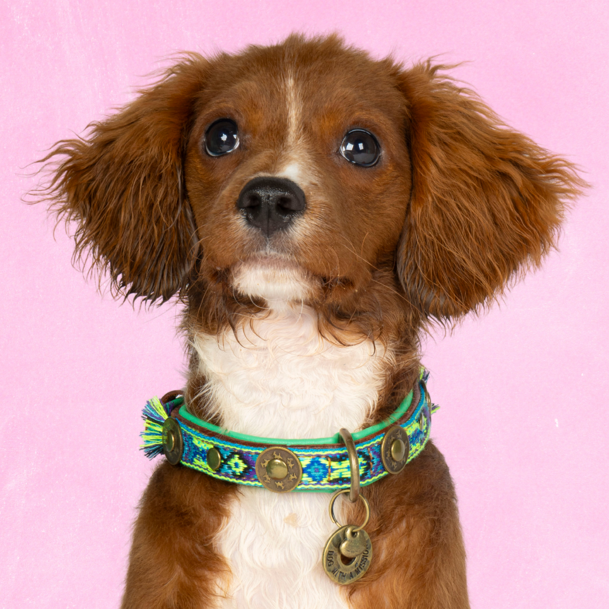 Boho Juan hondenhalsband XS op kleine hond met buffelleer