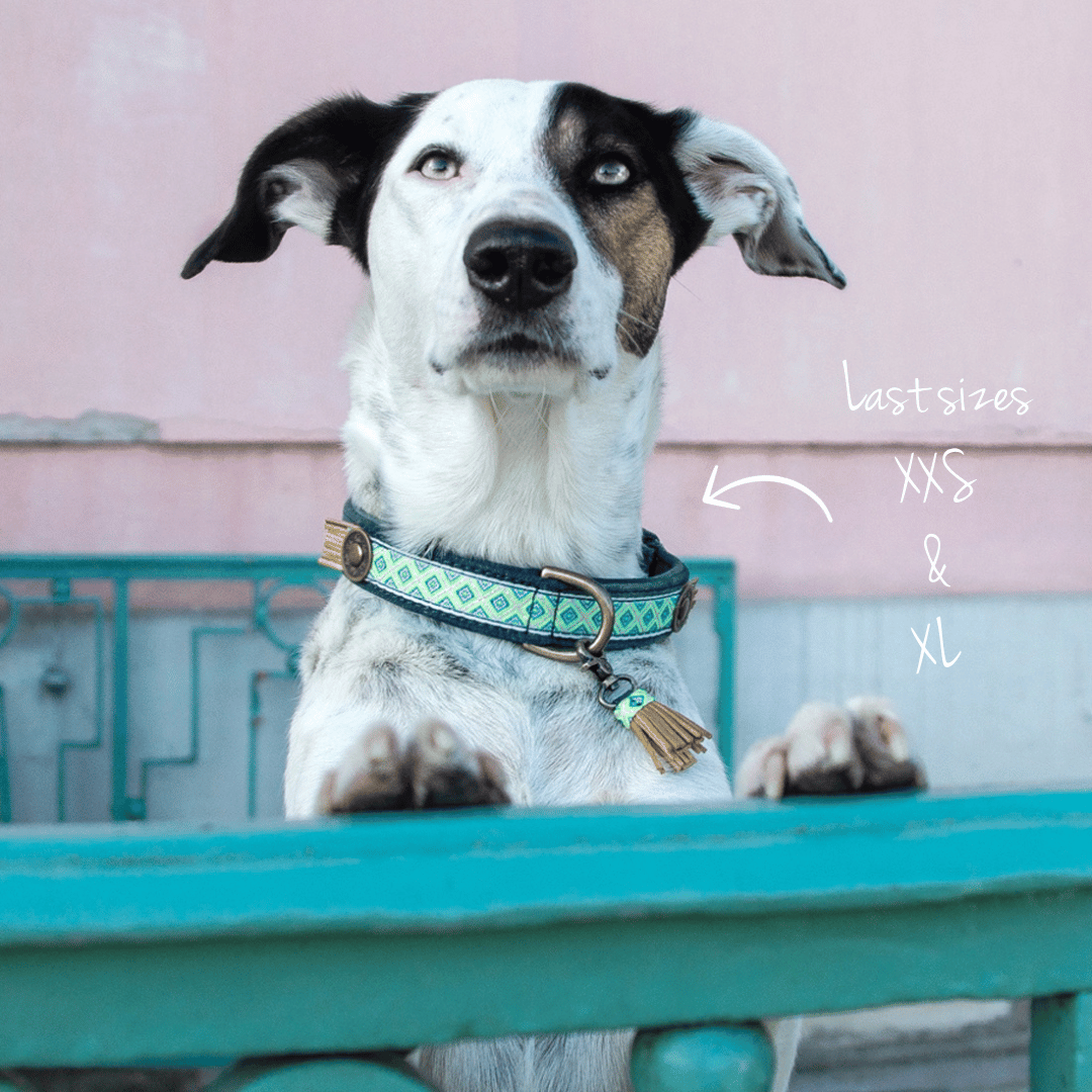 Judy Blue_Hundehalsband_denim_Dog with a Mission