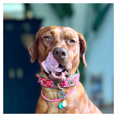 Boho Rosa hondenhalsband XL op extra grote hond - Dog with a Mission DWAM Boho collectie