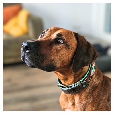 Urban Joplin Hundehalsband L (Halsumfang 38-47 cm / 2,5 cm)