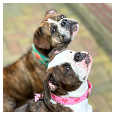 Sweety Dog Collar L (Neck Size 38-47 cm / 4 cm)