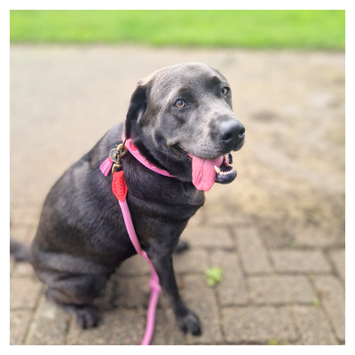 Sweety Dog Collar L (Neck Size 38-47 cm / 4 cm)