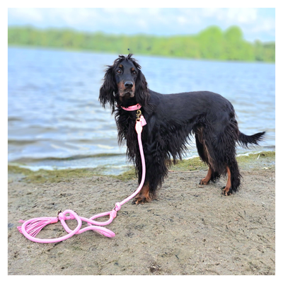 Sweety Dog Collar L (Neck Size 38-47 cm / 4 cm)