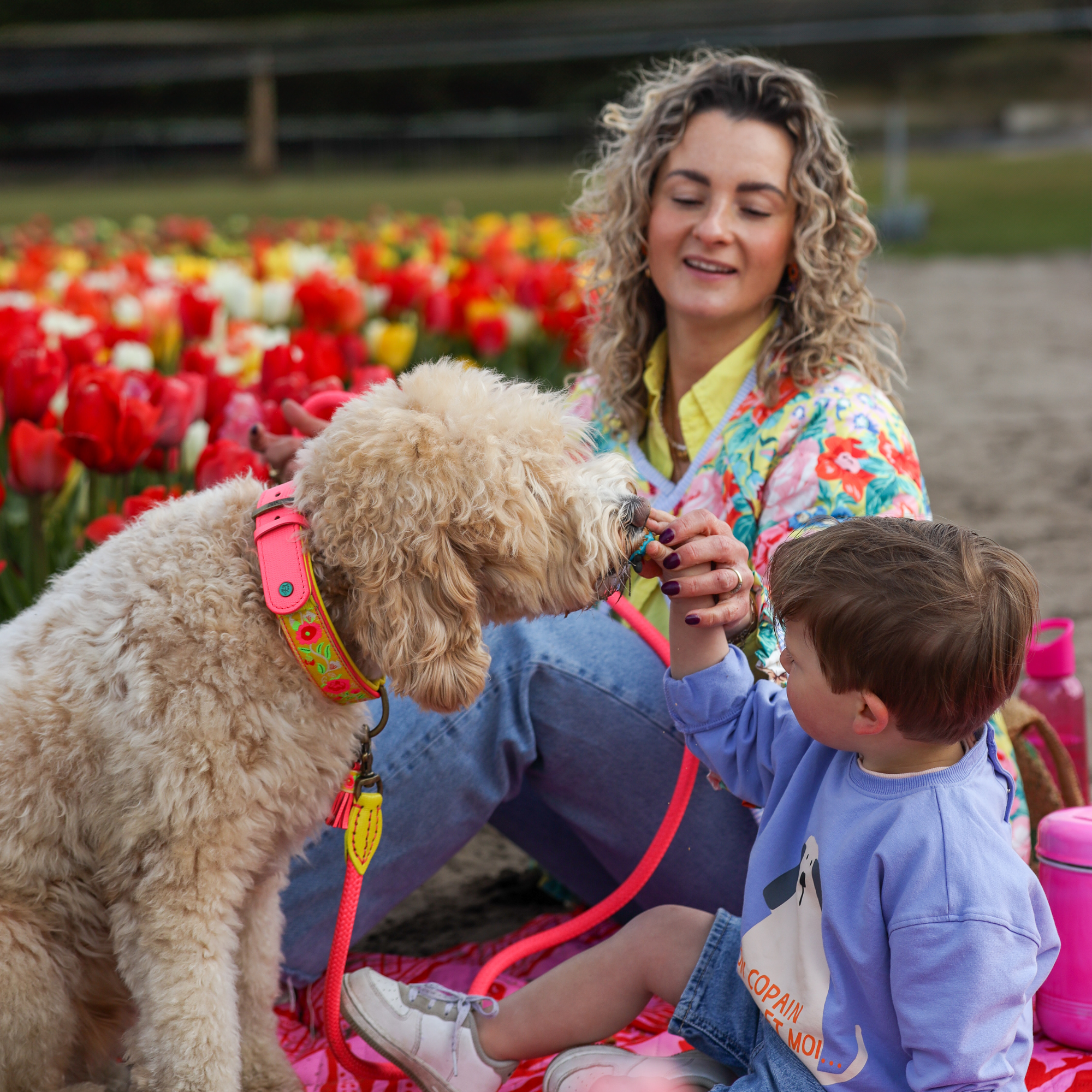 Lotus halsband en hondenriem 1