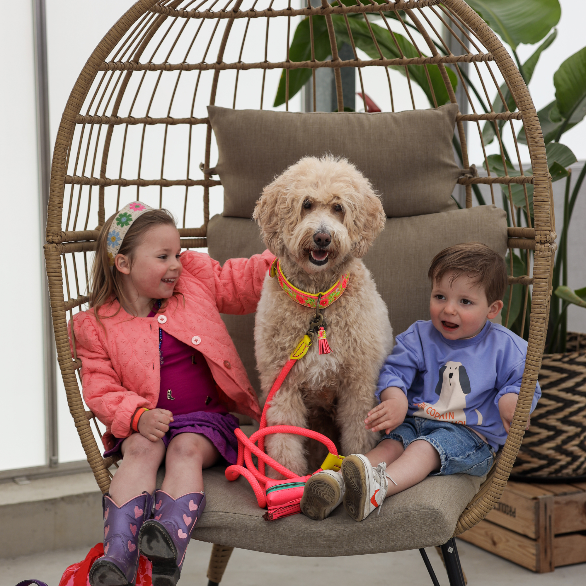 Lotus halsband en hondenriem 2