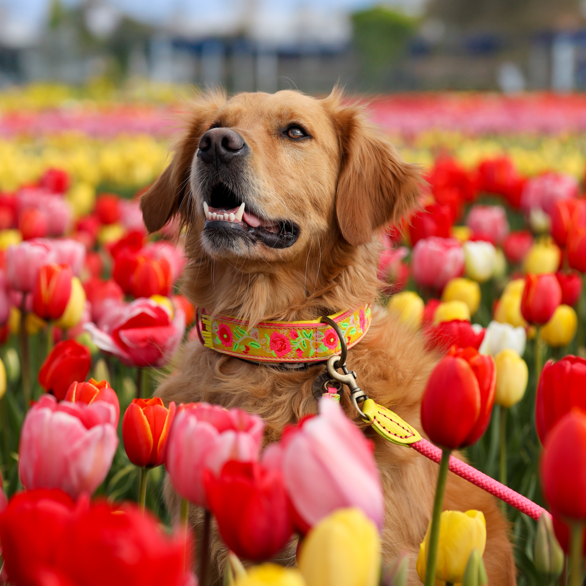 Lotus halsband en hondenriem 4