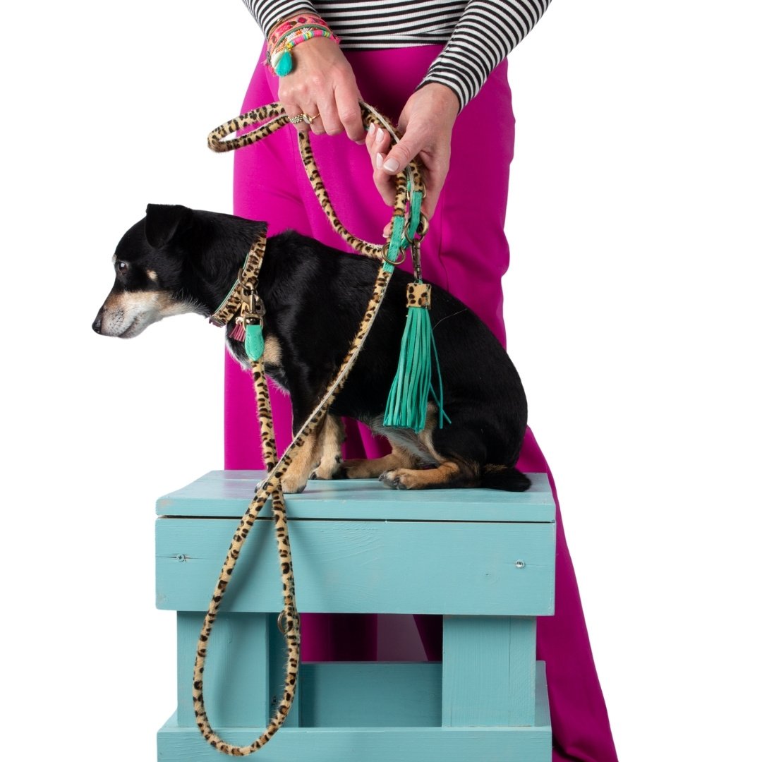 Lou Lou bordeaux hondenhalsband XS op extra kleine hond - Chique Boutique collectie Dog with a Mission