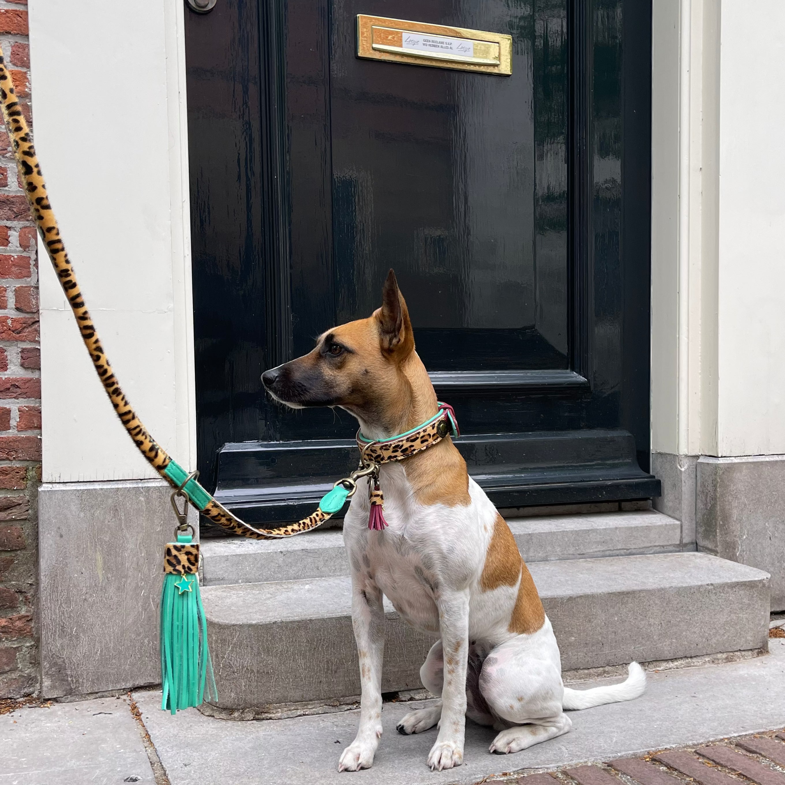 Extra Lang Amsterdam Hondenriem S (220 cm X 1 cm / Verstelbaar)