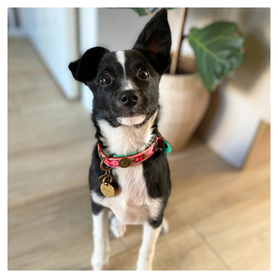 Boho Rosa hondenhalsband S op kleine hond - Dog with a Mission DWAM Boho collectie