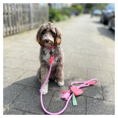 Sweety Dog Collar M (Neck Size 32-39 cm / 2,5 cm)