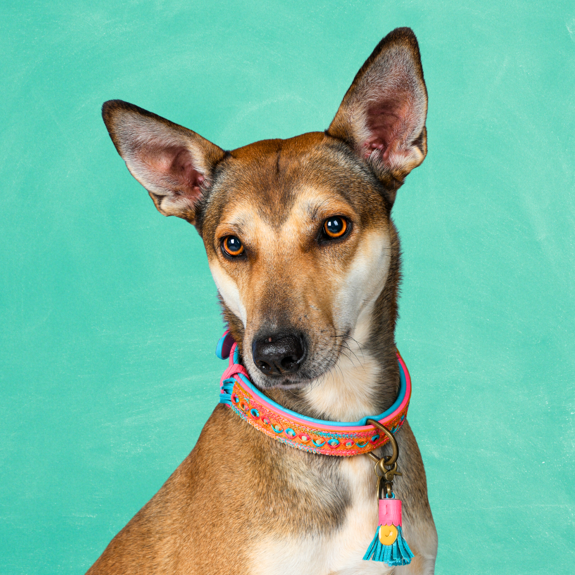 Indian Summer Hondenhalsband M (Halsomvang 34-39 cm / 2,5 cm)