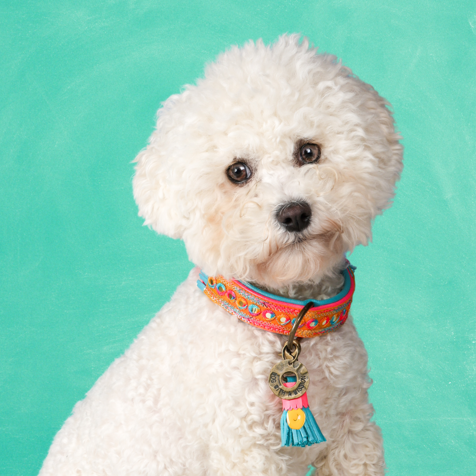 Indian Summer Hundehalsband S (Halsumfang 30-33 cm / 2,5 cm)