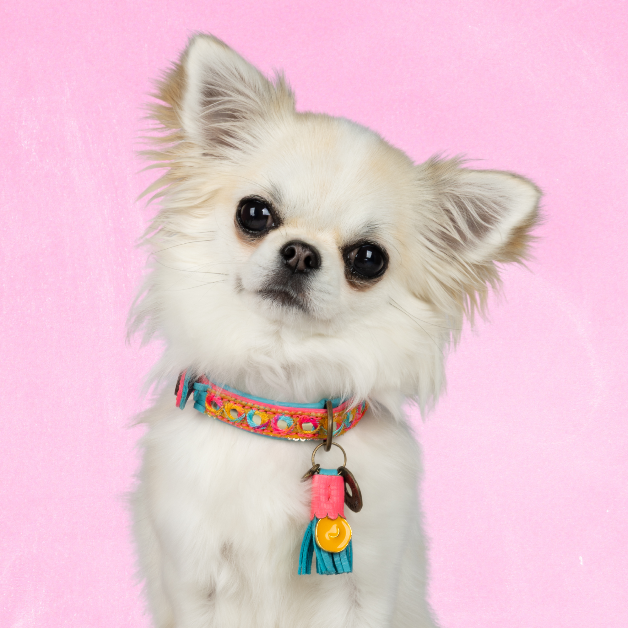 Indian summer dog collar