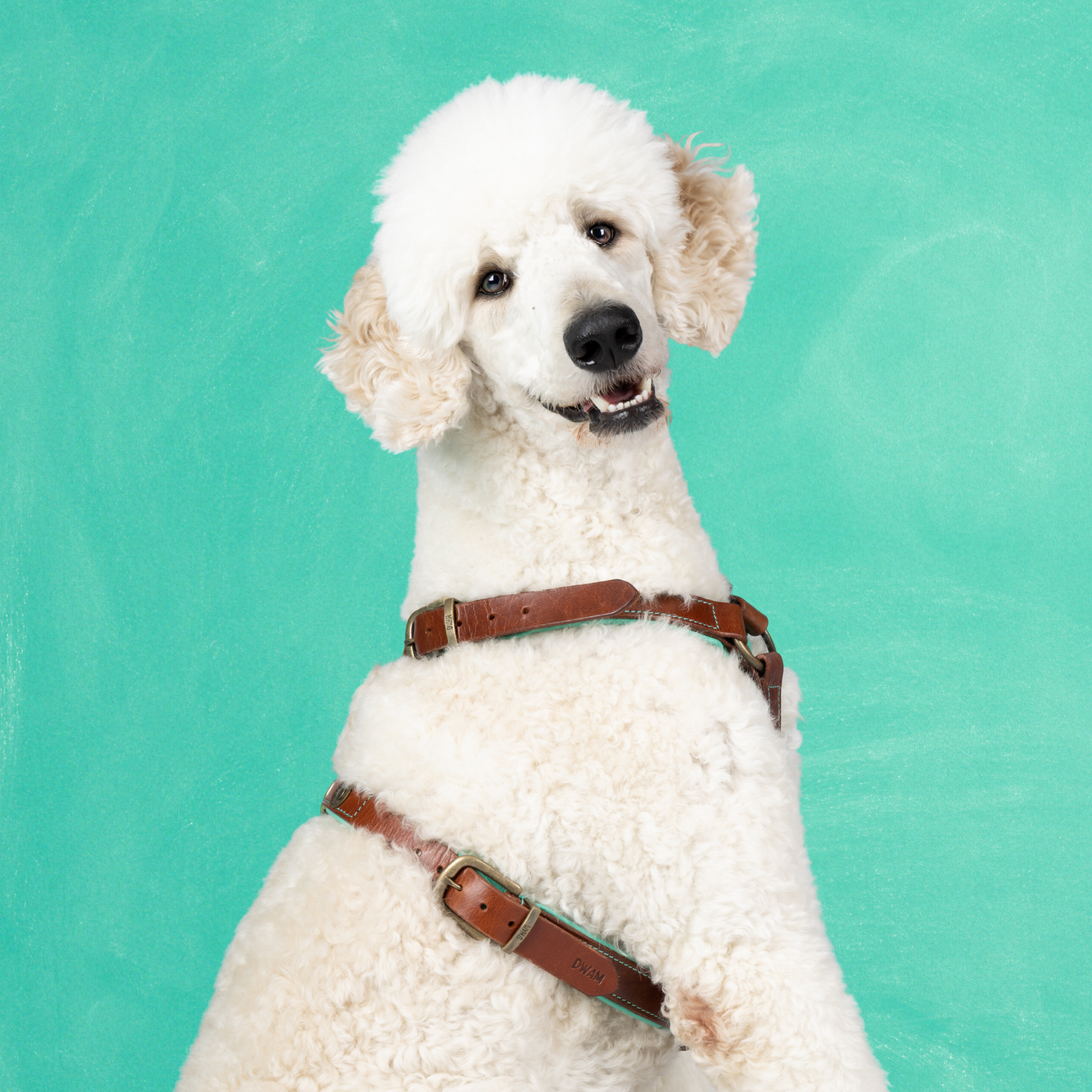 Rock Hundegeschirr L (70-86 cm)