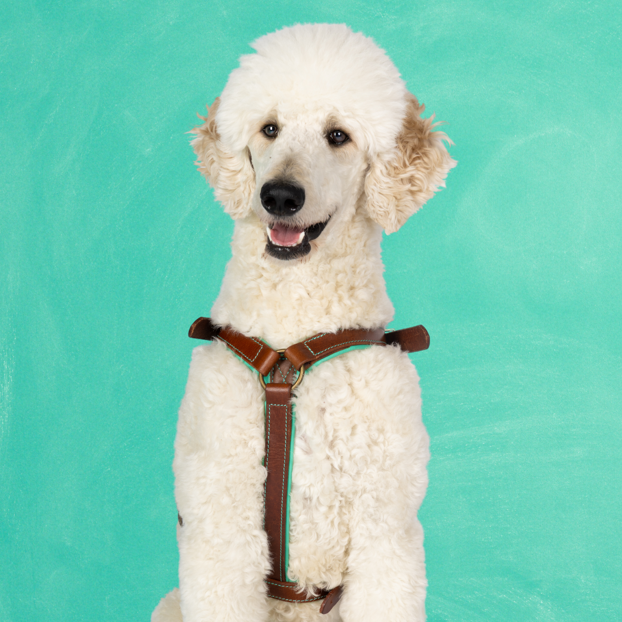 Rock Hundegeschirr L (70-86 cm)