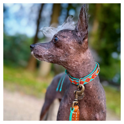 Beads Paddy Lee Hondenhalsband XS (Halsomvang 25-29 cm / 2 cm)