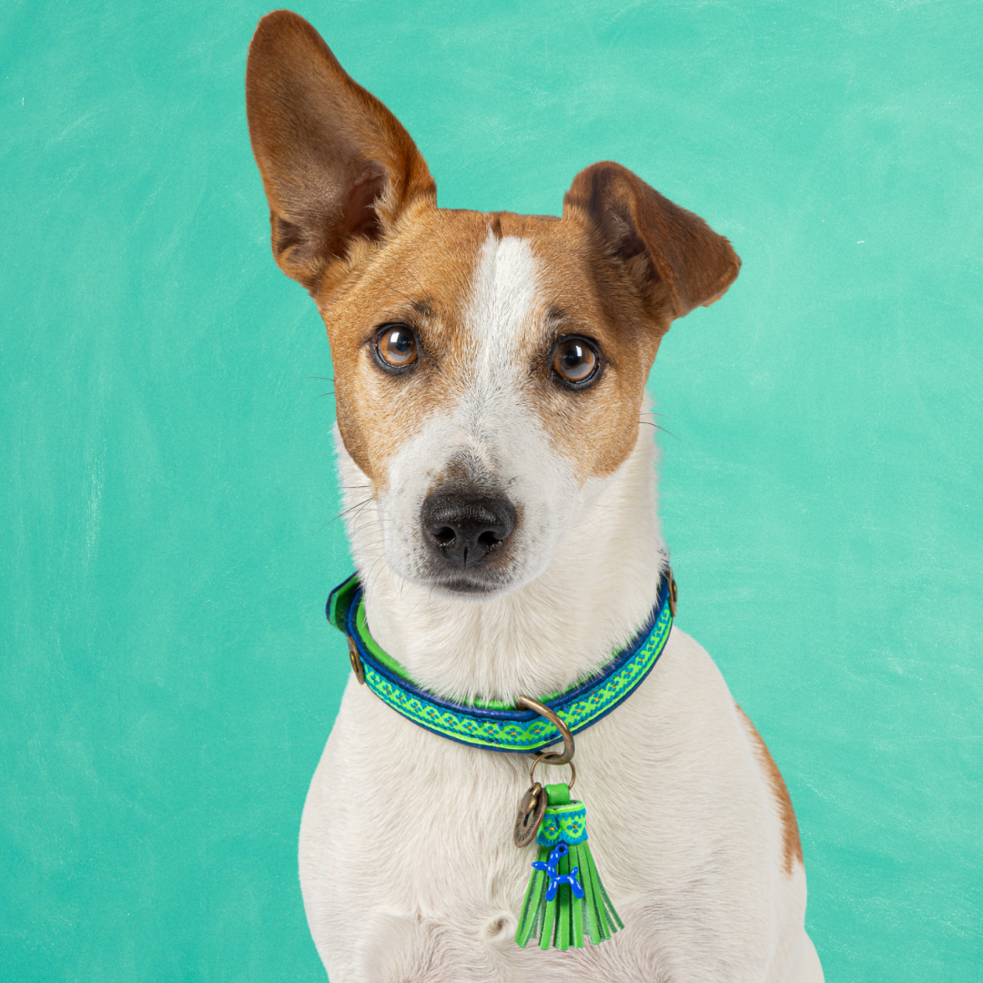 Zula Hundehalsband S (Halsumfang 30-33 cm / 2 cm)