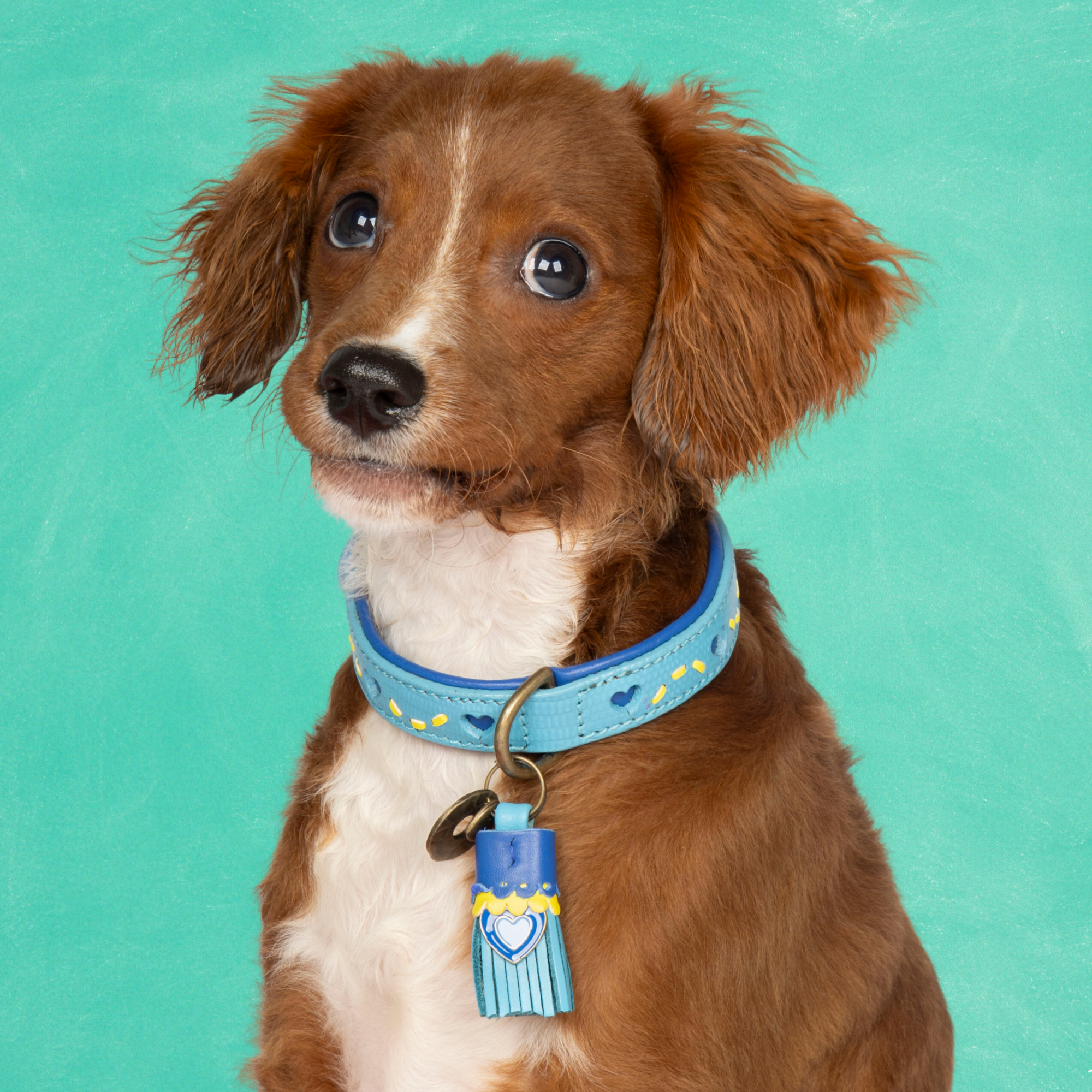 Sky Hondenhalsband XS (Halsomvang 23-29 cm / 2 cm)