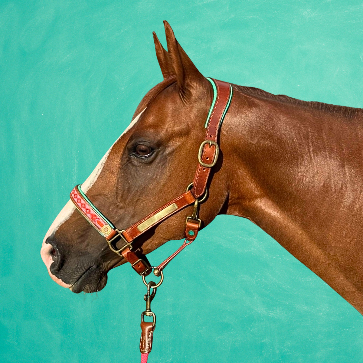 Sweet Mae Paardenhalster - Cob