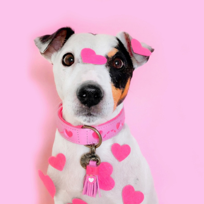 Toto-Sweety-pink-halsband-hond-D0g-with-a-mission
