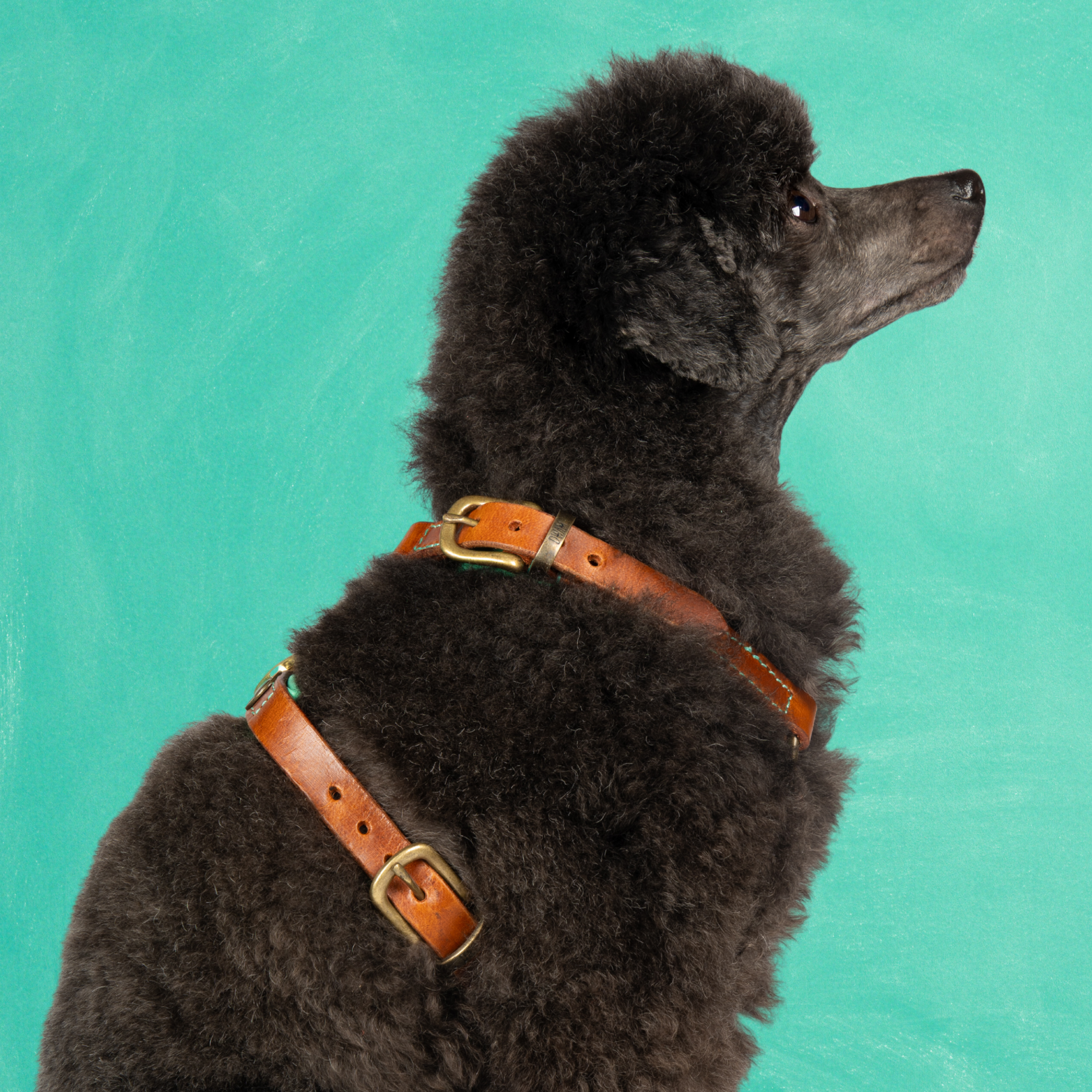 Rock Tuigje XS (35,5-44 cm)