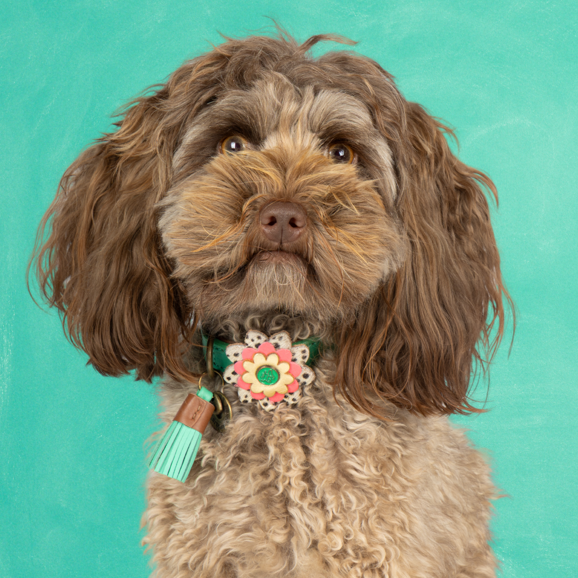 City Boomer XXL (Halsomvang 55-65 cm / 4 cm)