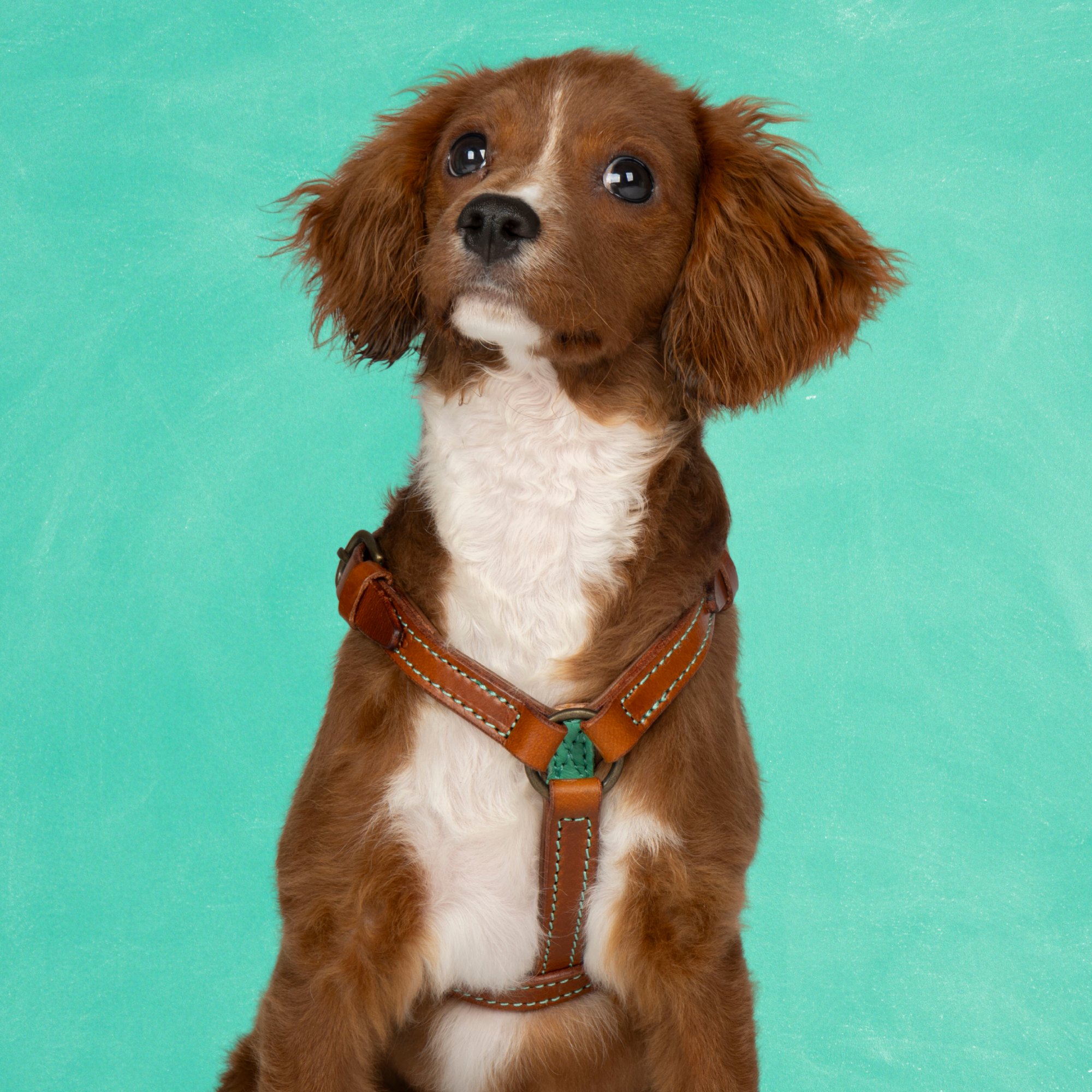 Boho Juan Tuigje XXS (33-39 cm)