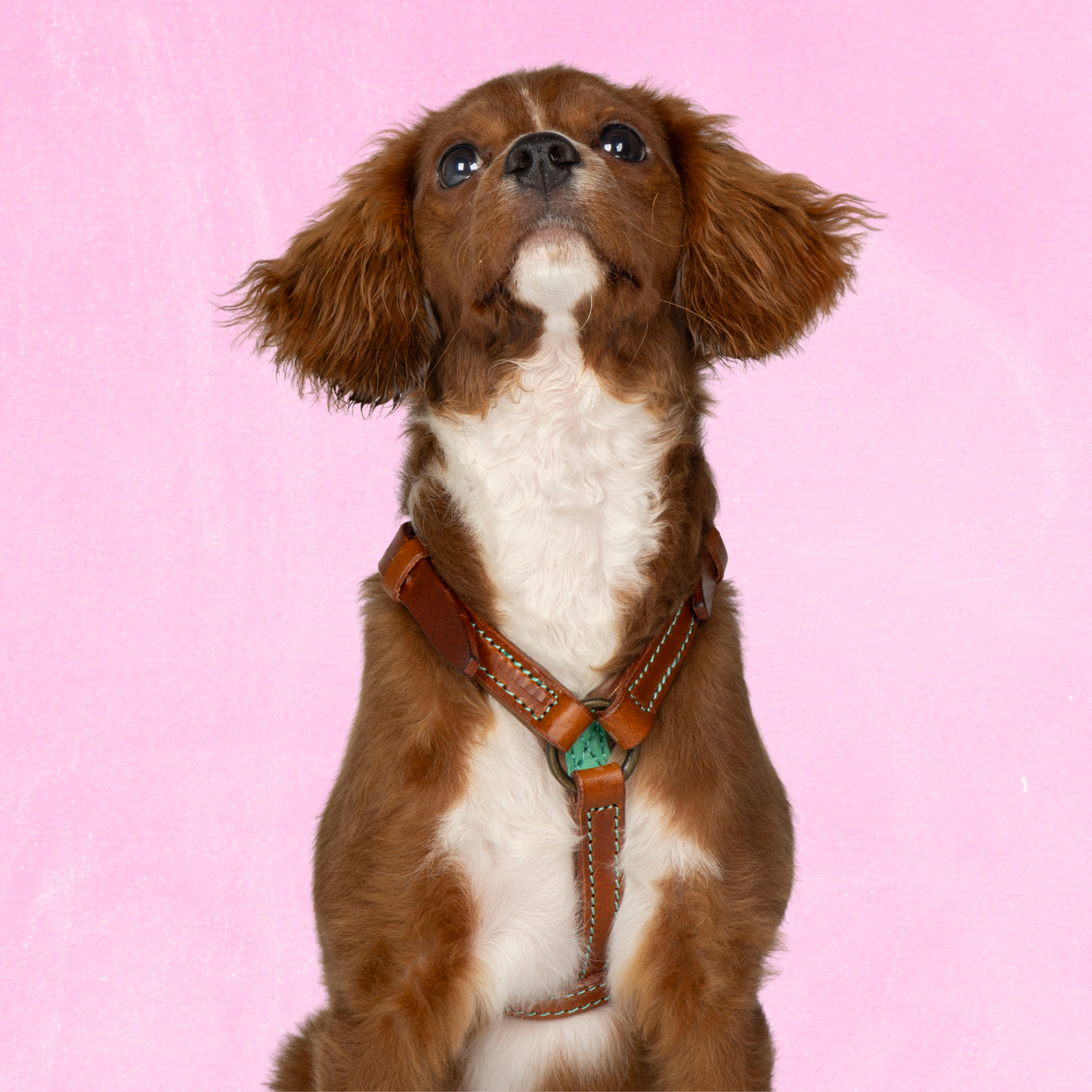 Boho Rosa Tuigje XXS (33-39 cm)