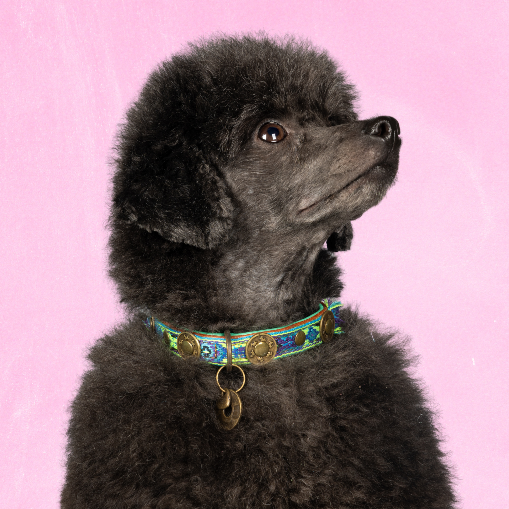 Boho Juan Dog Collar XXS (Neck Size 19-24 cm / 2 cm)