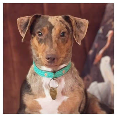 Urban Janis Dog Collar XXS ( Neck Size 19-24 cm / 2 cm)