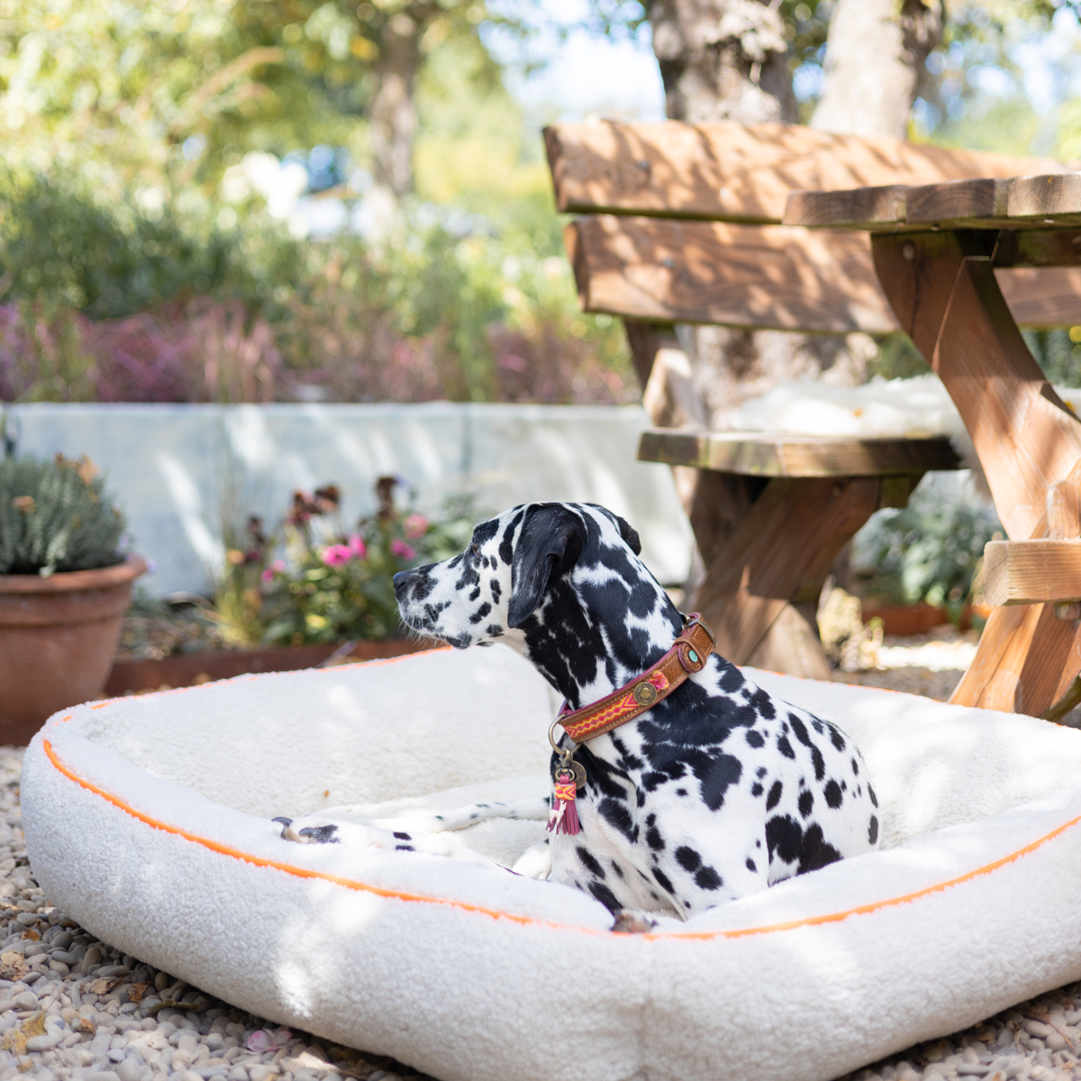 Dalmatiër met Yuki hondenhalsband zit op een wit hondenkussen in de tuin