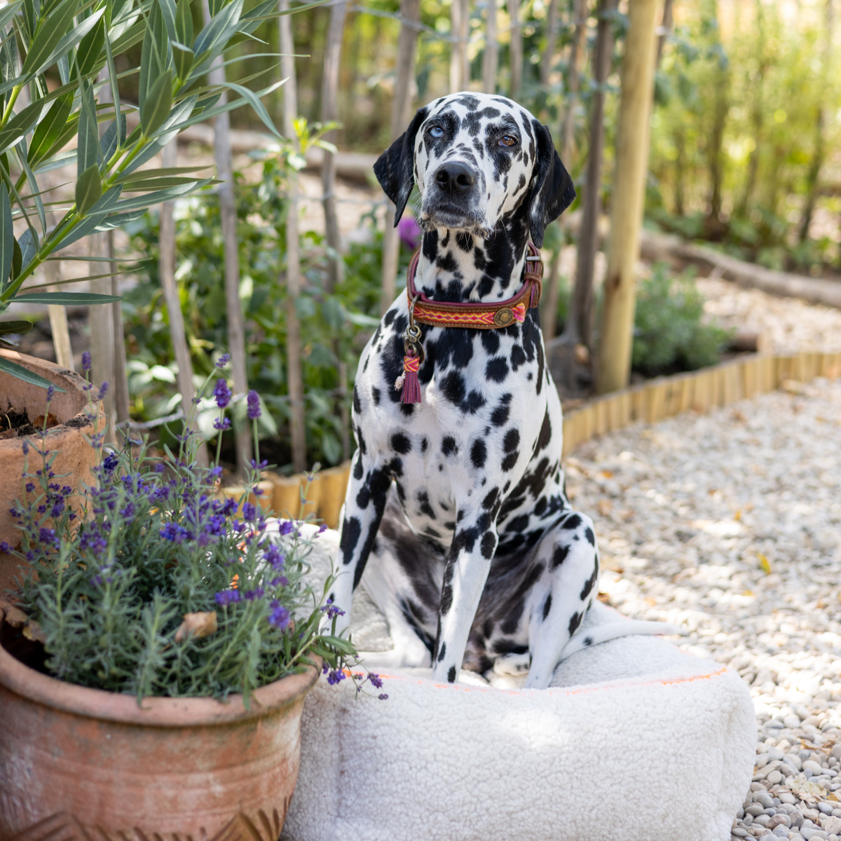 Dalmatiër met Yuki hondenhalsband zit voor een terracotta plantenpot met lavendel