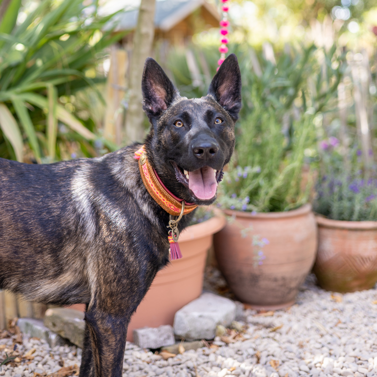 Hollandse herder met Yuki hondenhalsband met bordeaux charm en lama-bedeltje in de tuin