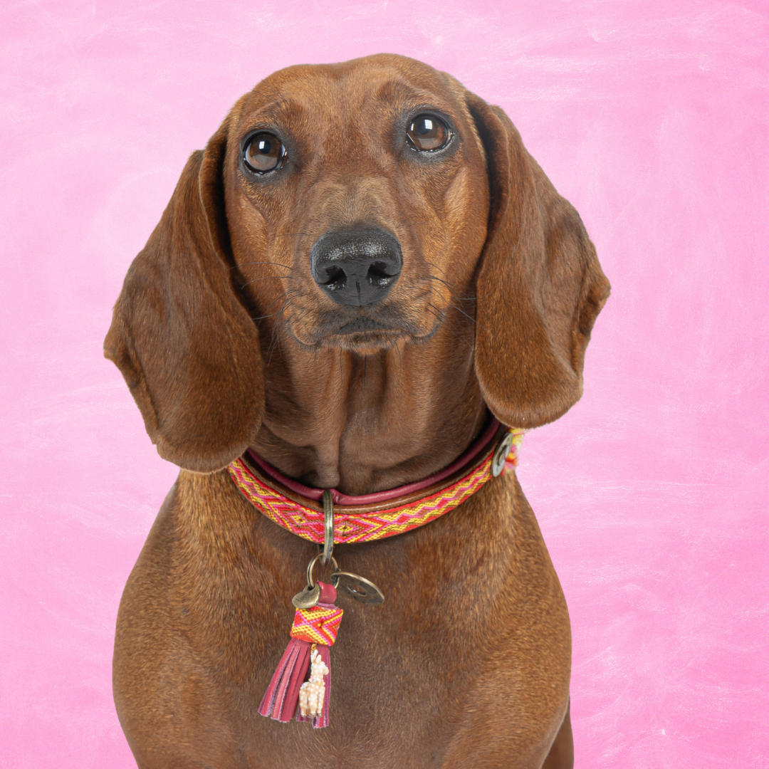 Bruine teckel met de Yuki hondenhalsband S (2 cm) van harig buffelleer met rood-oranje boho band en lama-charm, roze achtergrond