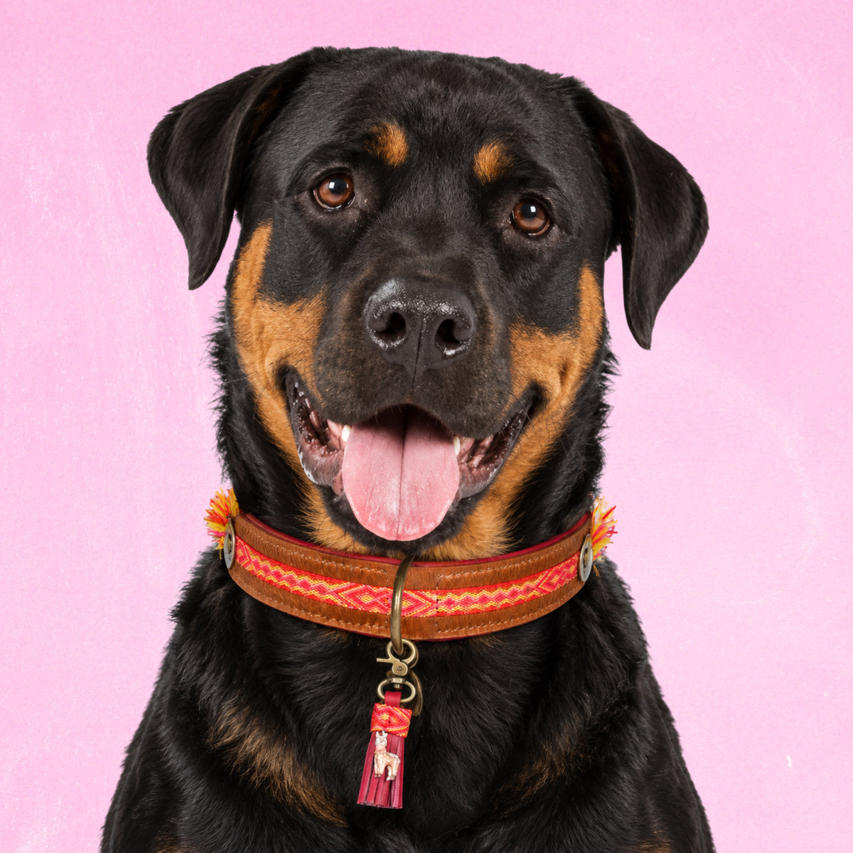 Rottweiler met de Yuki hondenhalsband XXL (4 cm) van harig buffelleer met boho band en lama-charm, roze achtergrond