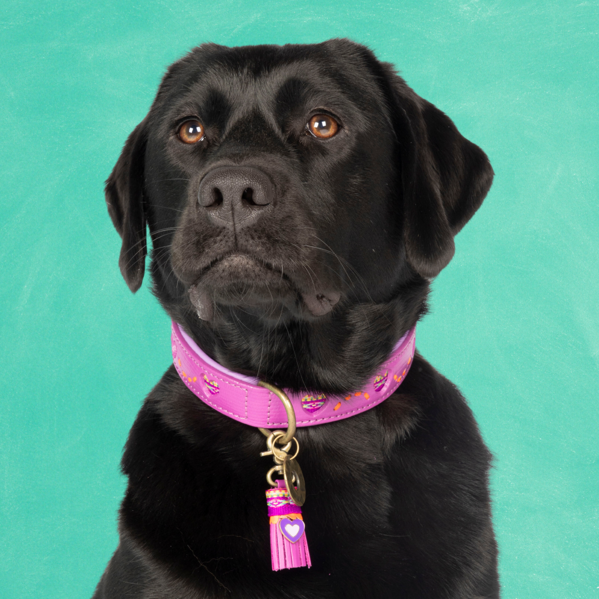 Spice Hondenhalsband M (Halsomvang  32-39 cm / 2,5 cm)