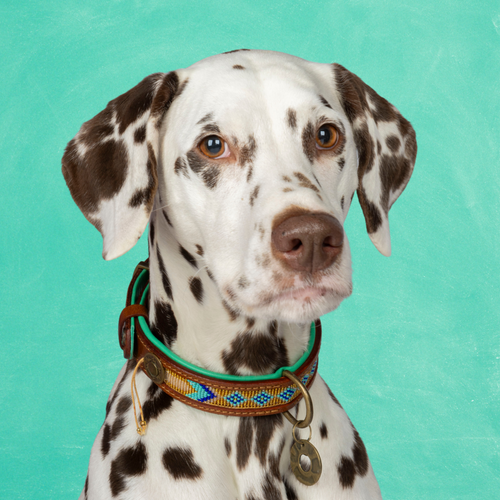 Beads Indi Moon Dog Collar – Dog with a Mission