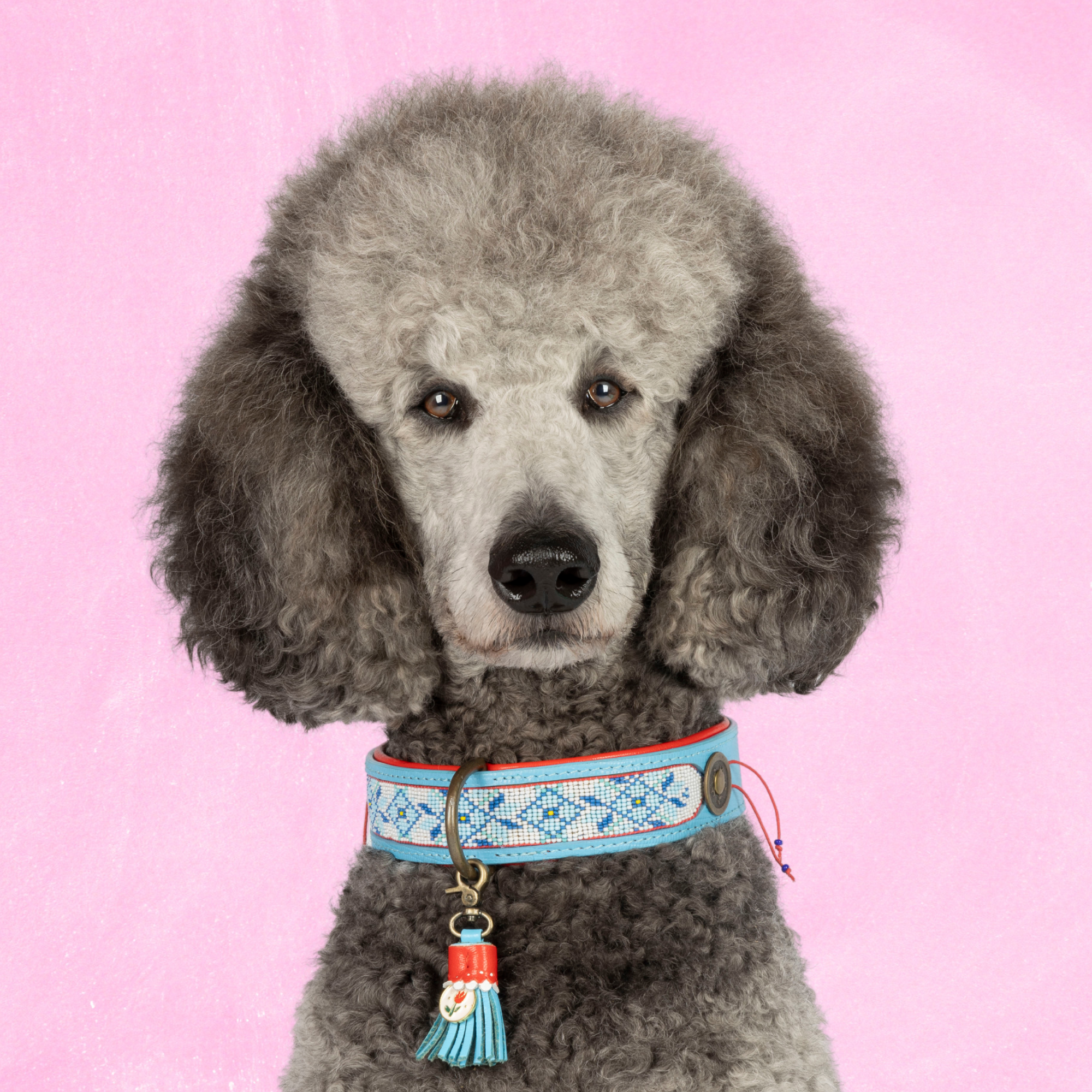 Dutchie Hondenhalsband L (Halsomvang  38-47 cm / 4 cm)