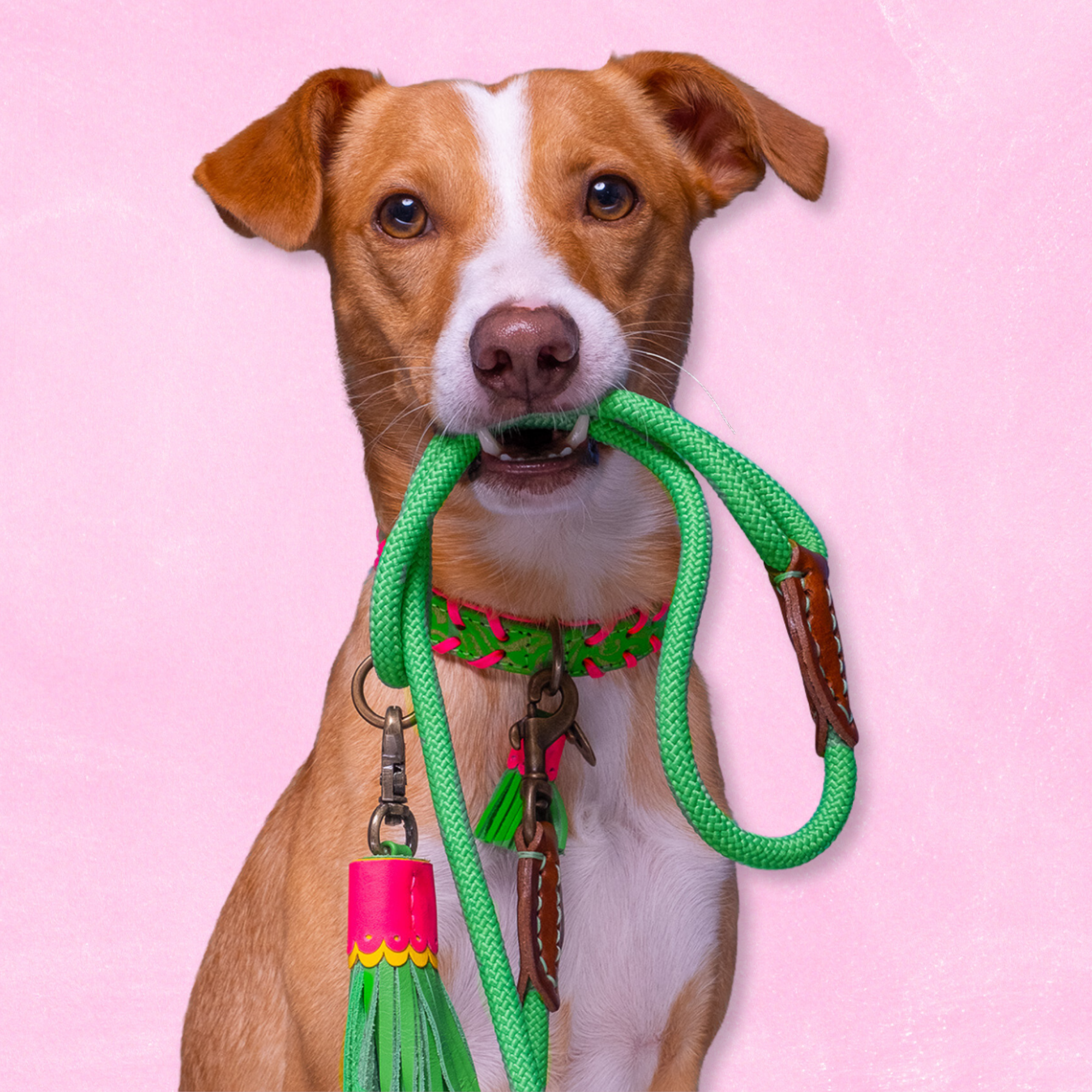 Georgia Hondenhalsband XXXS (Halsomvang 15-21 cm / 1,5 cm)