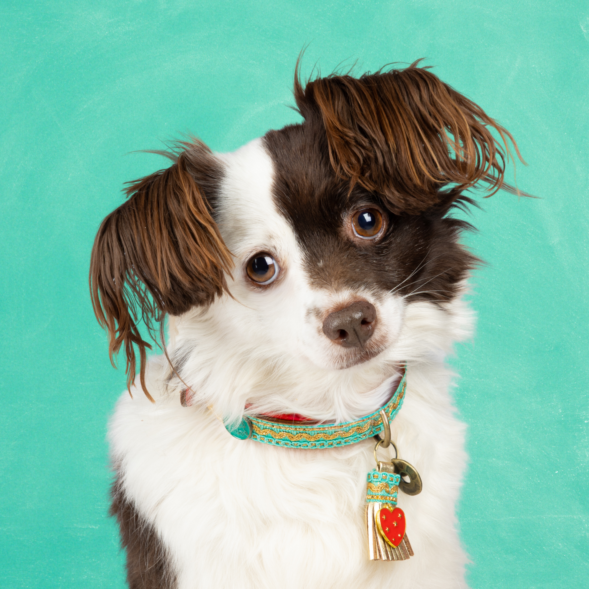 Coco Noël 2 cm Halsband XS (Halsomvang 23-29 cm / 2 cm)